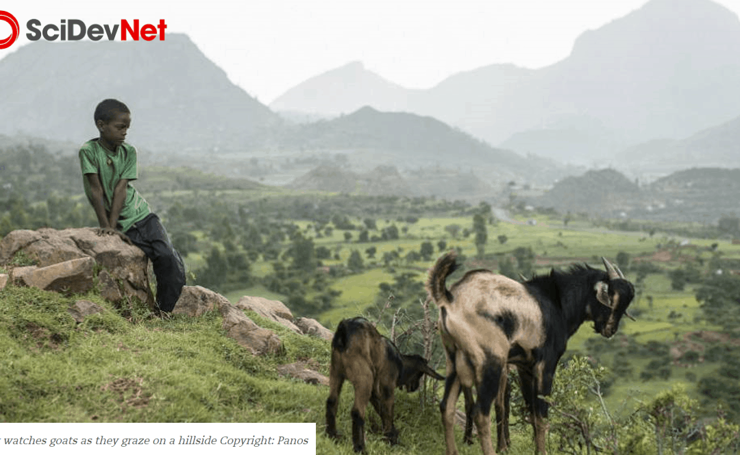 Creating reliable data systems would increase livestock productivity, experts say