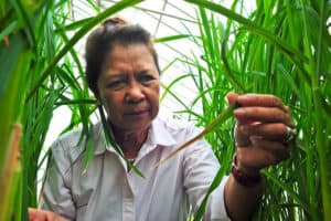DRuID: An informed-Decision platform to Reduce the risk of RIce Diseases