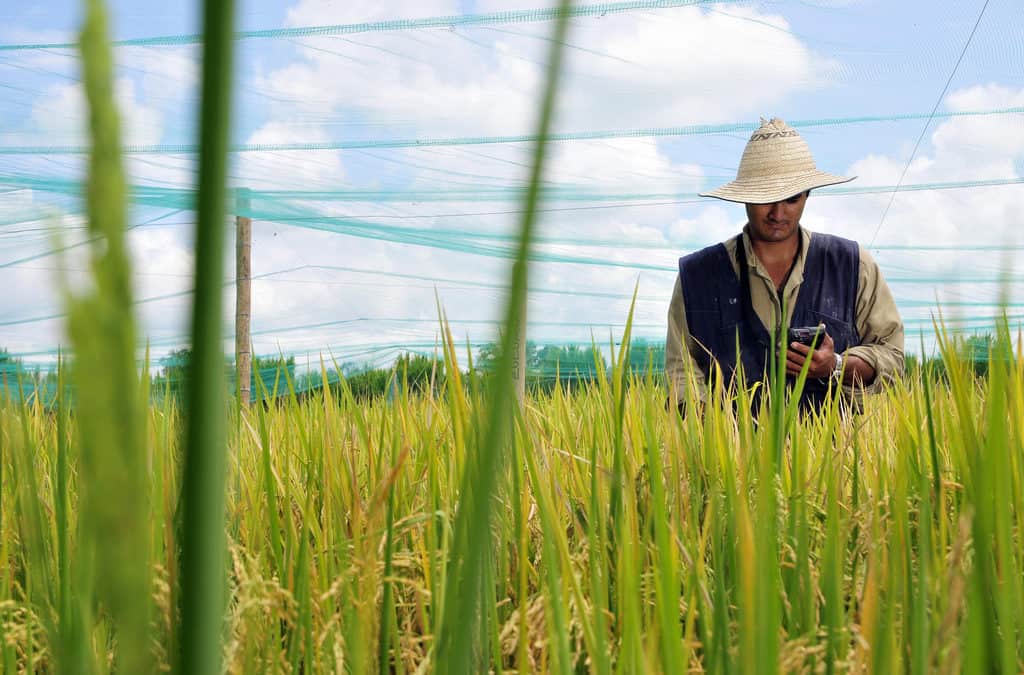 USAID case study highlights CIAT’s data-driven agronomy work