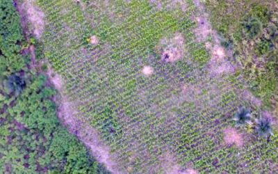 Mapping Maize using UAV Imagery