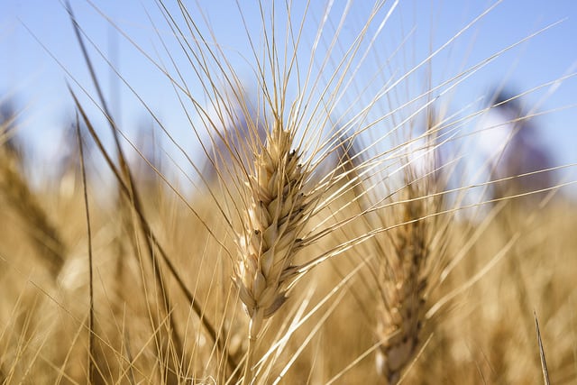 MARPLE: Real time diagnostics for devastating wheat rust