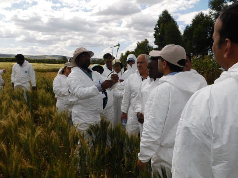 CIMMYT trains early career scientists on wheat rust diagnosis and management
