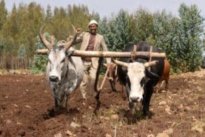A wheat self-sufficiency roadmap for Ethiopia’s future
