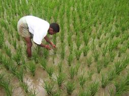 Scaling picture-based crop insurance