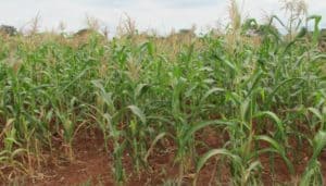 Photo-based crop insurance could debut in Kenya in 2019