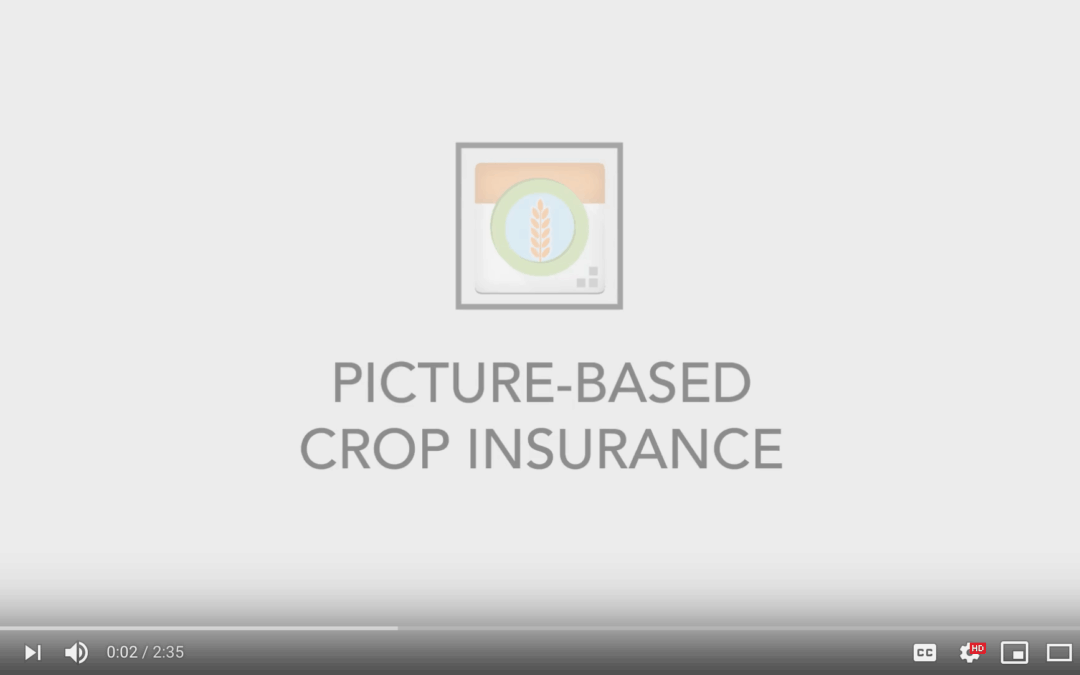 IFPRI Video: Picture-Based Crop Insurance