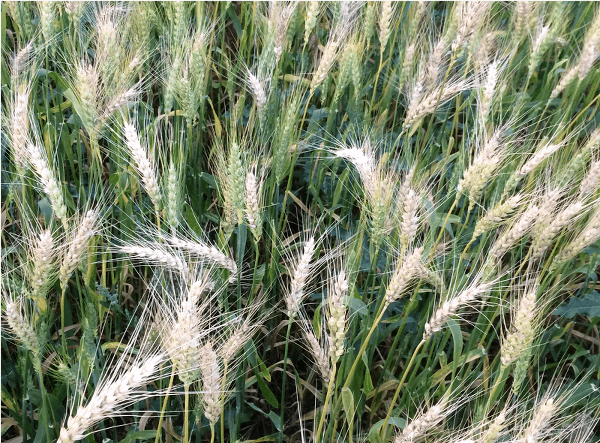Cross-continental disease and crop modeling collaborations to beat back wheat blast