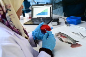 Rapid genomic detection of aquaculture pathogens