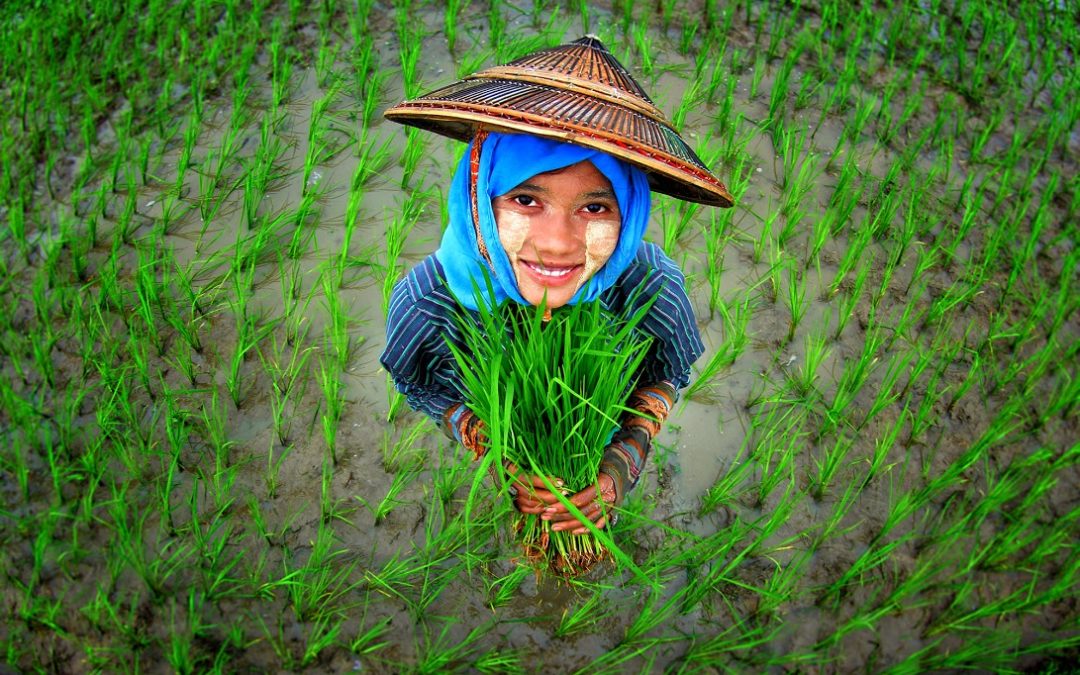 Personalized fertilizer knowledge for smallholder farmers in Myanmar