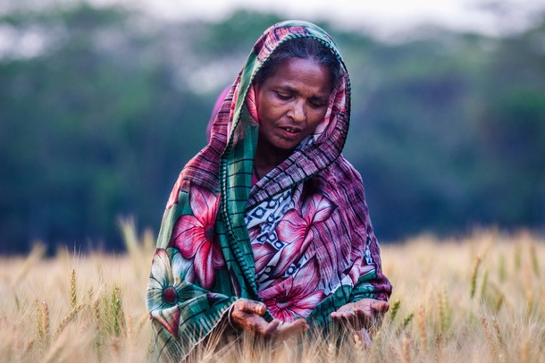 Digital warning system and coupling with crop model to boost wheat farmers’ resilience in Bangladesh and Brazil