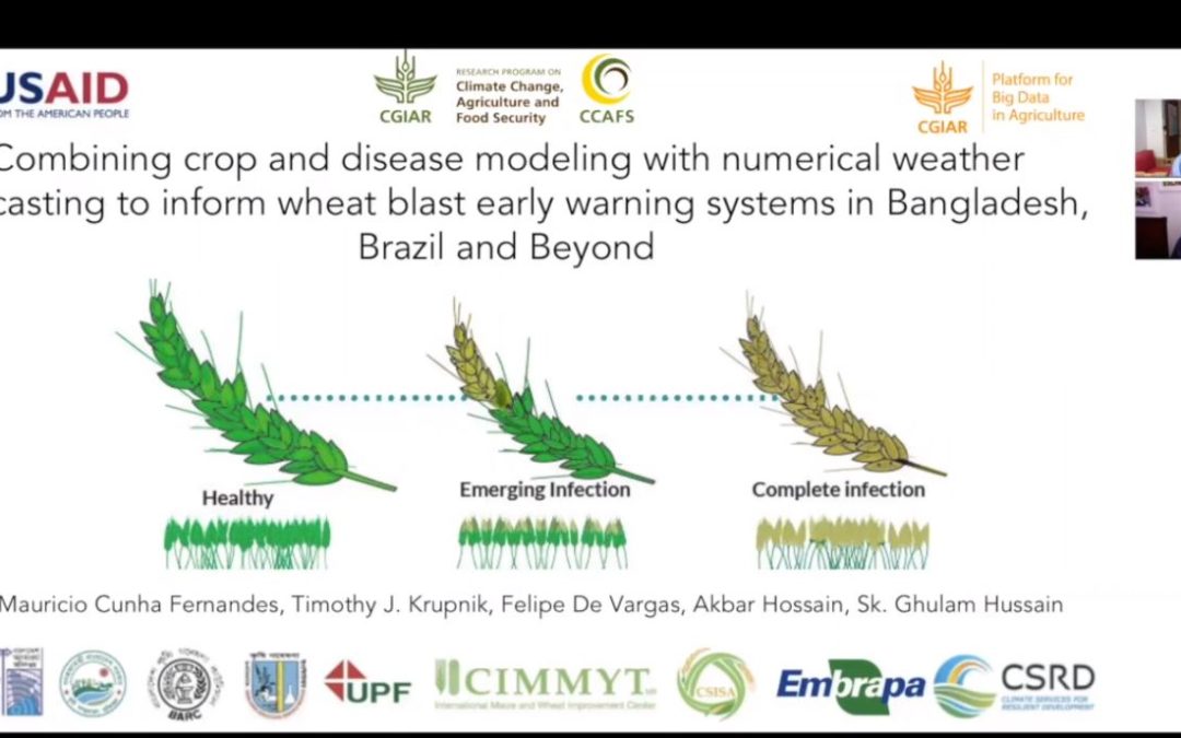 Webinar – Combining crop and disease modeling with numerical weather forecasting to inform wheat blast early warning systems in Bangladesh, Brazil, and beyond