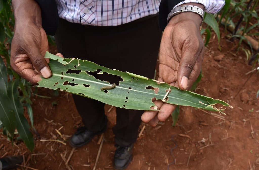 Video extension to halt Fall Army Worm must include women