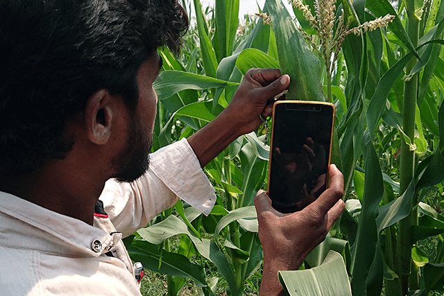 Artificial intelligence to track pests and diseases in India