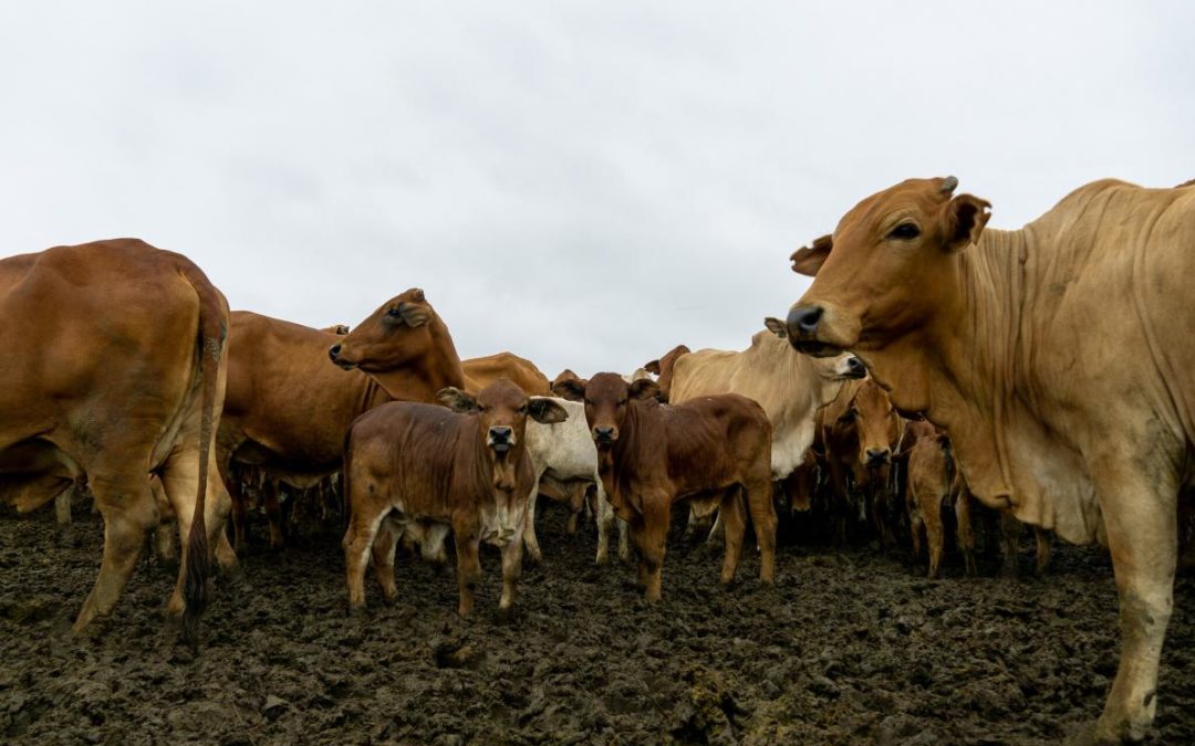 Why livestock data matter in the COVID-19 crisis