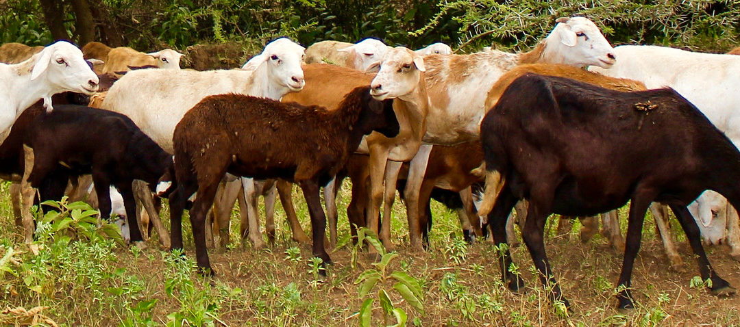 Spotlight on livestock population trends