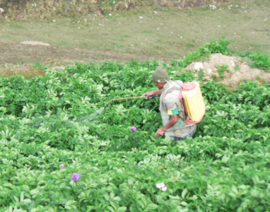 An app to help potato farmers reduce agrochemical use