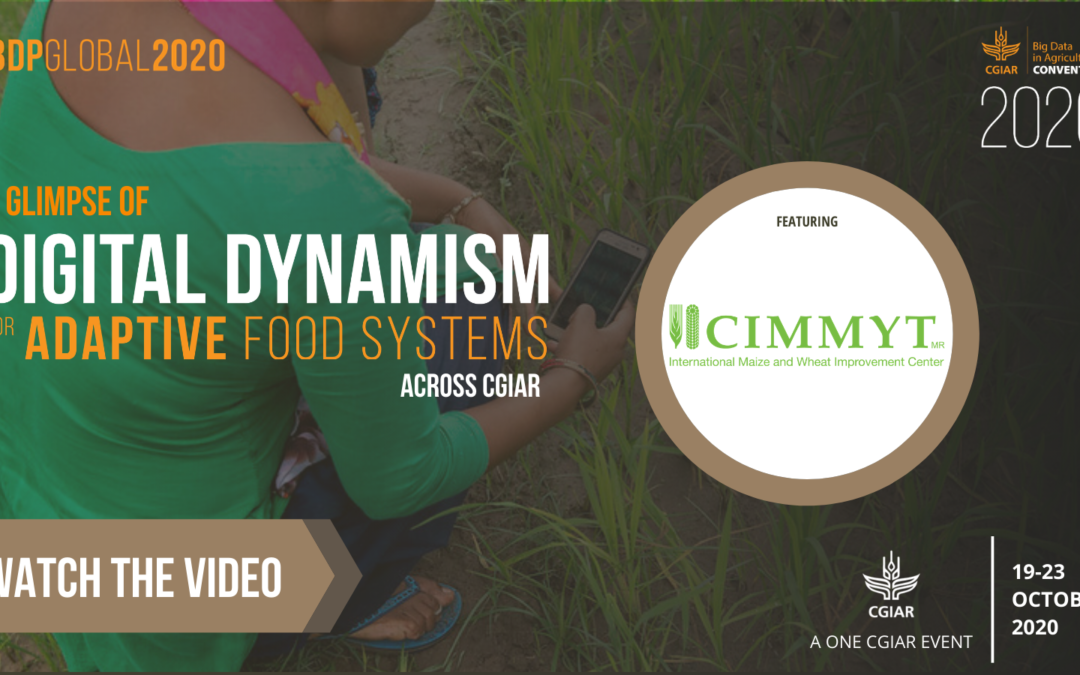 A glimpse of Digital Dynamism for Adaptive Food Systems Across CGIAR: CIMMYT