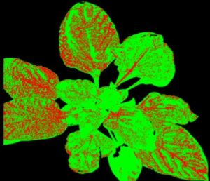 Rapid Plant Disease Detection & Phenotyping