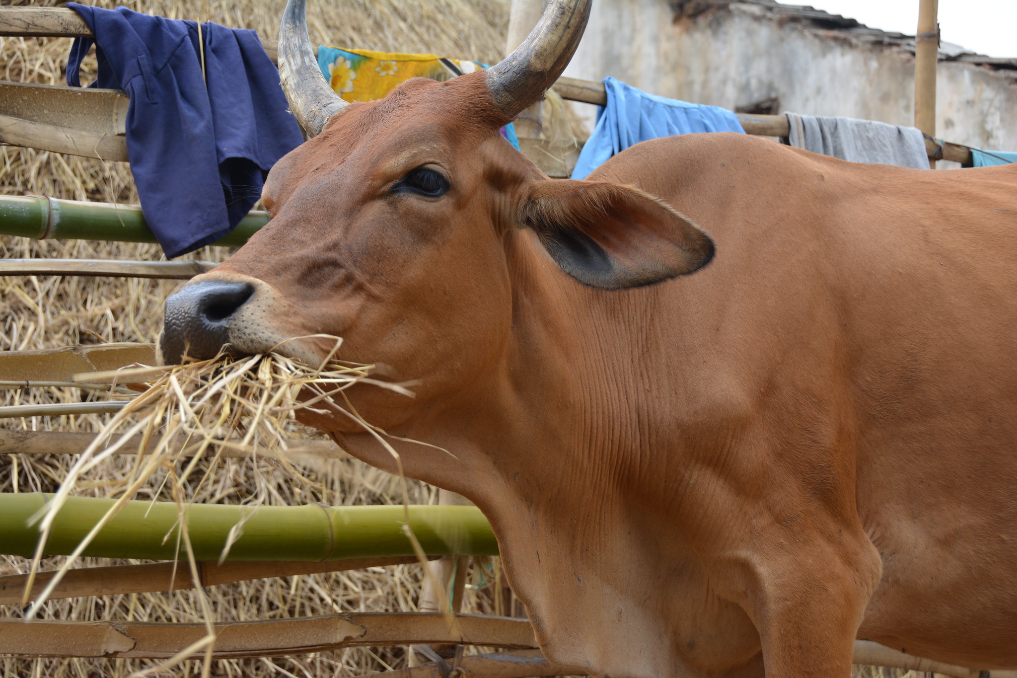 What do livestock eat in Tanzania, India and Vietnam? Explore crowd-sourced data