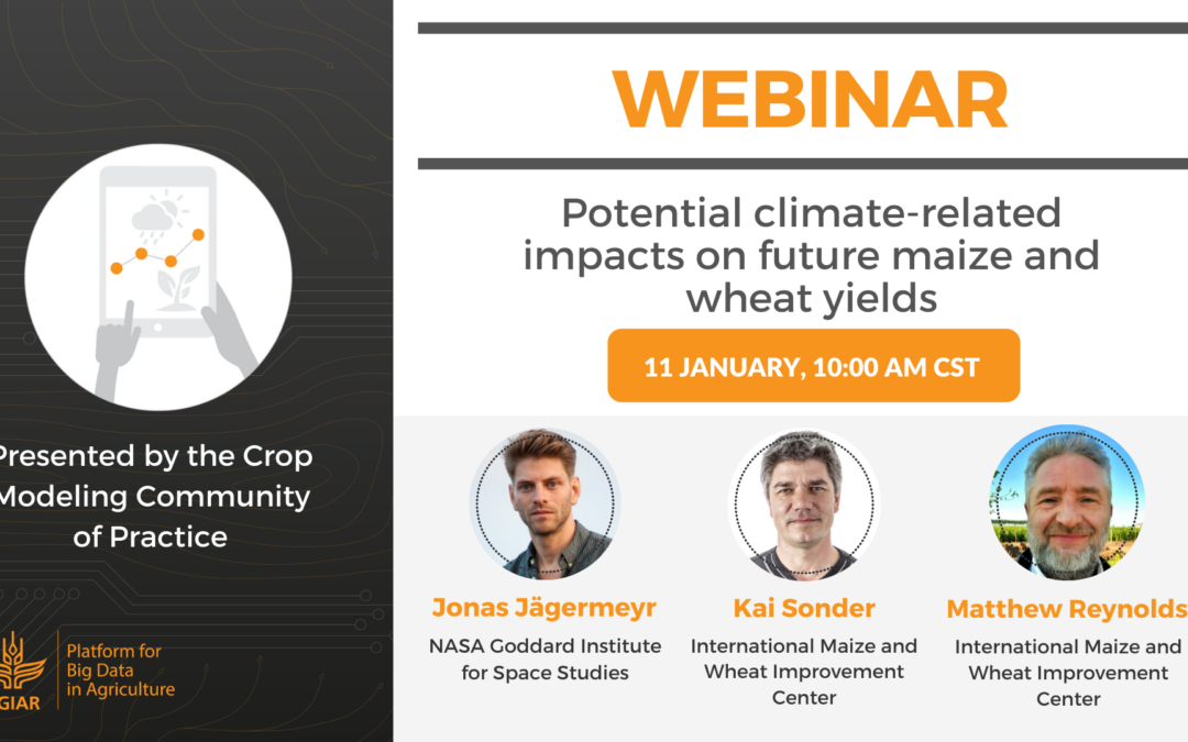 Webinar – Potential climate-related impacts on future maize and wheat yields